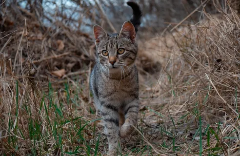 草地上的斑猫图片 草地上的斑猫图片