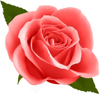 玫瑰 红色 粉玫瑰 玫瑰花 花朵 鲜花特写 免抠 花束