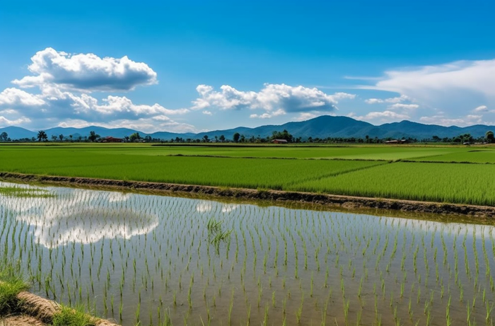 背景是蓝天的绿色稻田插秧摄影图