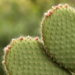 绿色仙人掌仙人球摄影素材