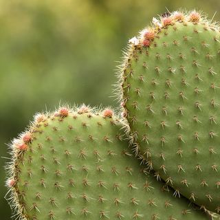 绿色仙人掌仙人球摄影素材