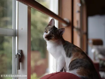 窗户旁的萌宠猫咪图片