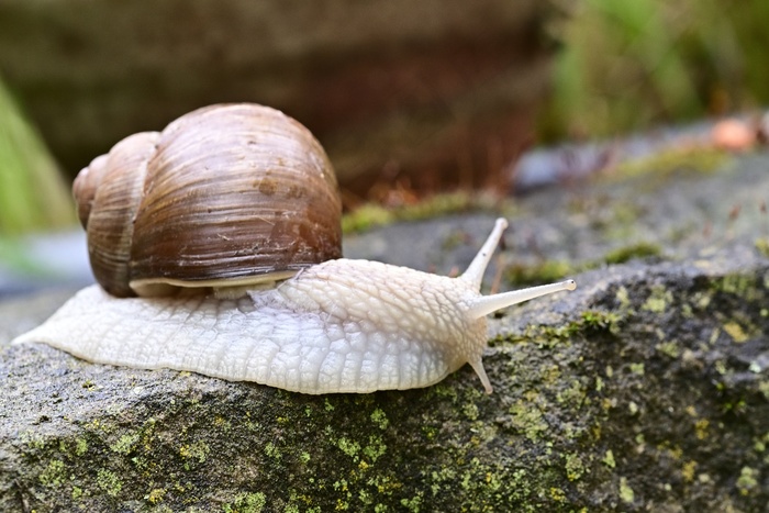 青苔上的小蜗牛图片