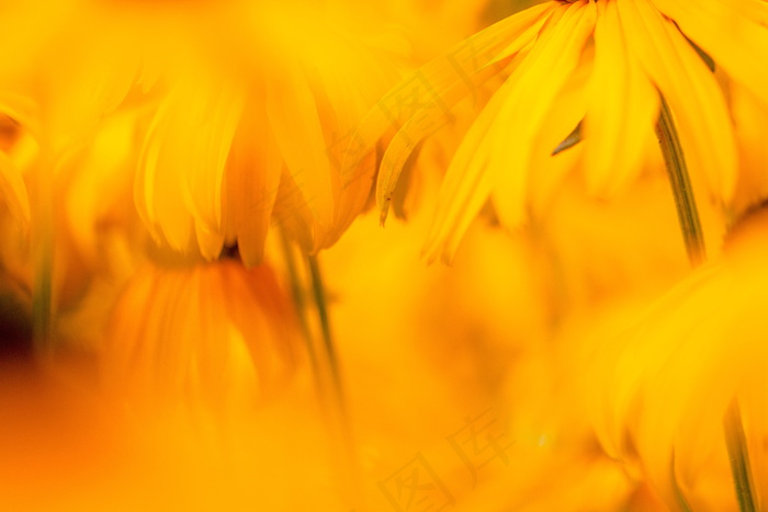 黄色菊花花朵背景图片