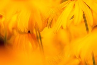 黄色菊花花朵背景图片