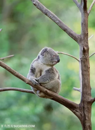 可爱考拉摄影图片动物大全