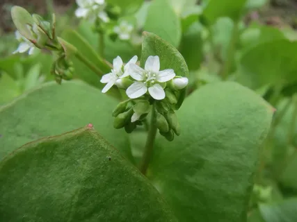 马齿苋开花图片