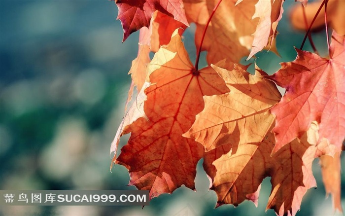 精美秋天枫叶