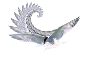 旋转而来的海鸥