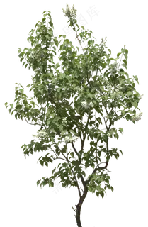树木免扣图片 