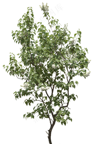 树木免扣图片 