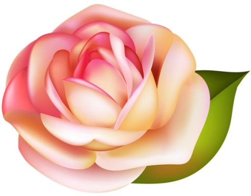 玫瑰 PNG免抠(600x469)