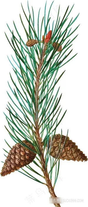 手绘植物复古插图松树叶子 手绘植物复古插图松树叶子