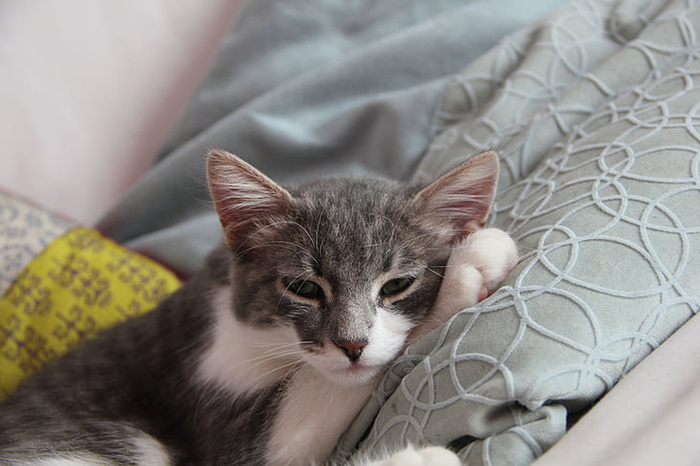 可爱猫咪 动物 素材 奶萌 (173)