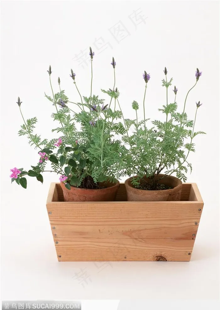 园艺工具-木盒中两盆小花