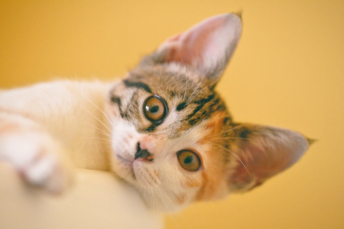 可爱猫咪猫猫摄影素材