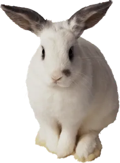 兔子(2)   兔子(2)  兔子(2) 兔子(2)   兔子(2)  兔子(2)