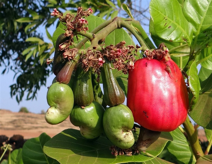 果园里的红色腰果