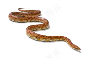 白色背景上的毒蛇图片