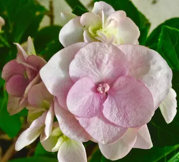 粉色绣球花花朵图片 粉色绣球花花朵图片