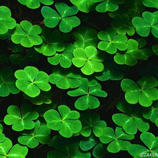 高清唯美绿叶图片