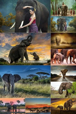 100张高清大象图片大全