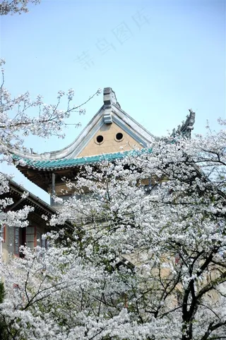 武汉大学樱花图片素材