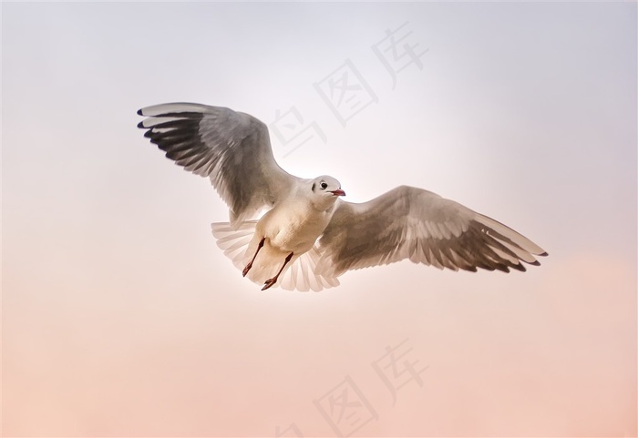 展翅翱翔天空中的海鸥摄影高清图片