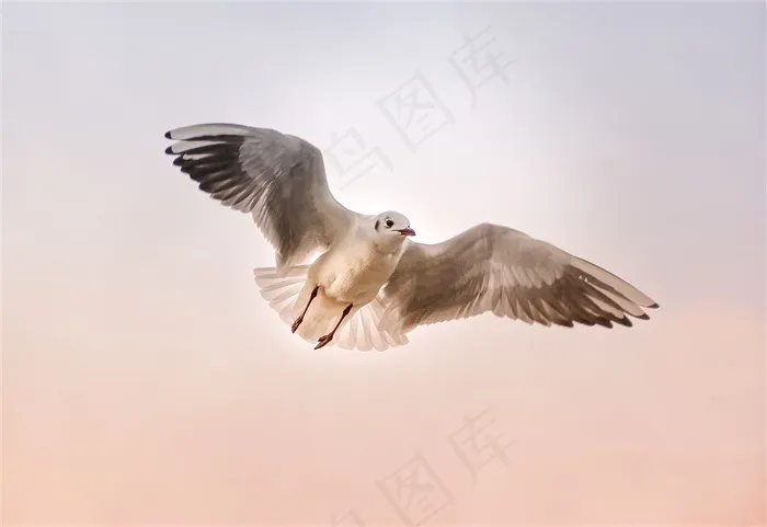展翅翱翔天空中的海鸥摄影高清图片