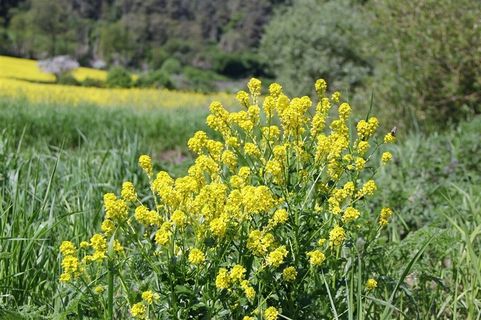 山底下的野小黄花 山底下的野小黄花