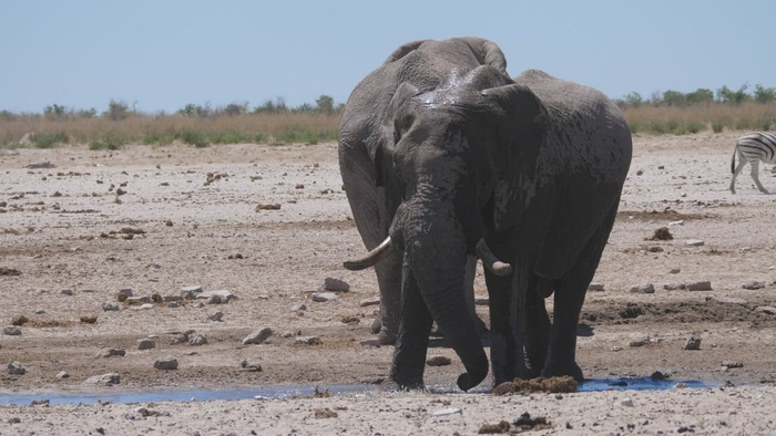 一头大象往自己身上泼水