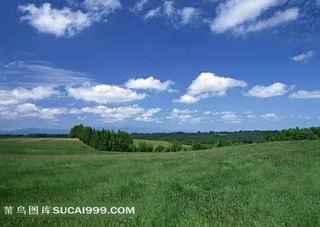 陆地旷野树和草地