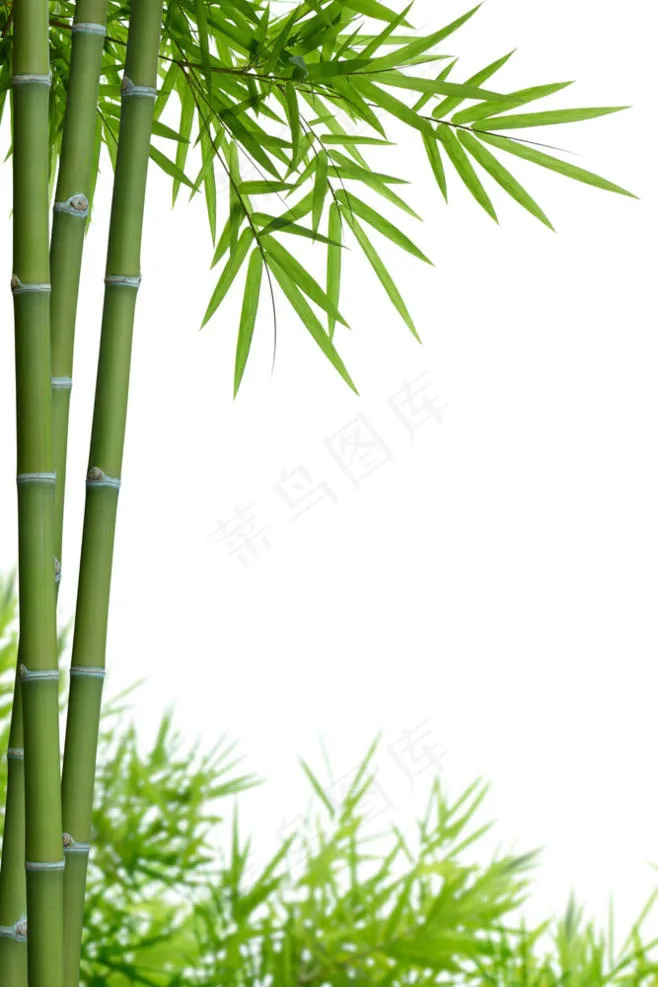 免抠竹子素材