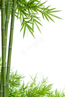 免抠竹子素材 免抠竹子素材