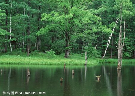 树林树木-湖边一边丛林天空正下着小雨