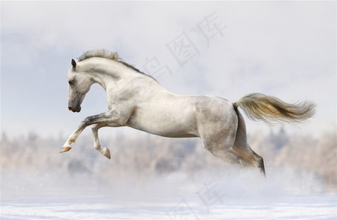 雪地奔腾的马 雪地奔腾的马