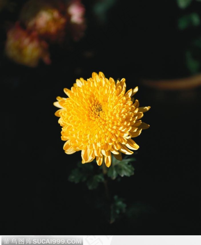 黄的菊花