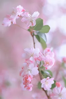 高清特写桃花图片
