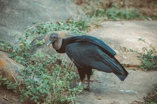 黑美洲鹫图片