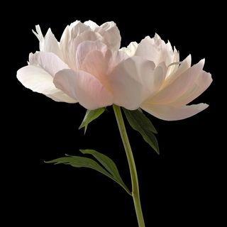 高清唯美白色芍药鲜花图片