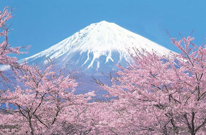 富士山樱花高清背景②