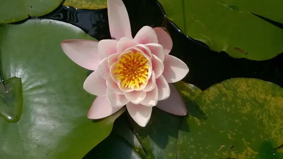 荷花荷叶池塘图片 荷花荷叶池塘图片