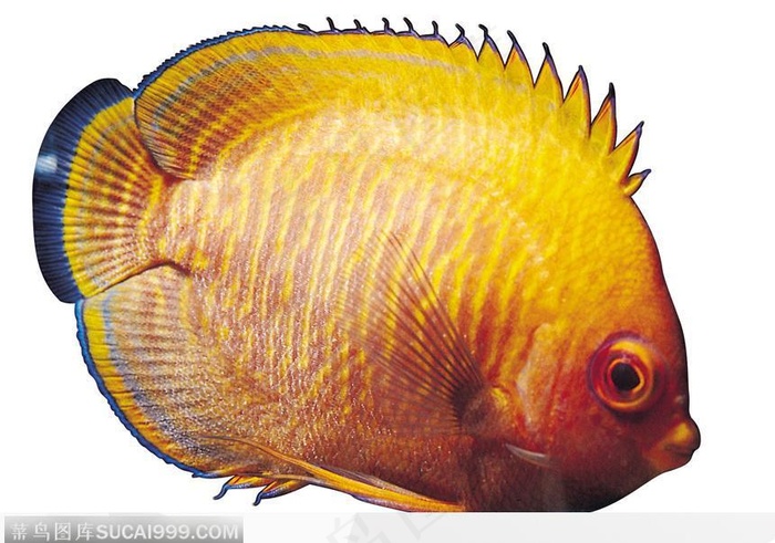 短胖的热带鱼标本