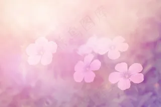 非主流花卉背景图片