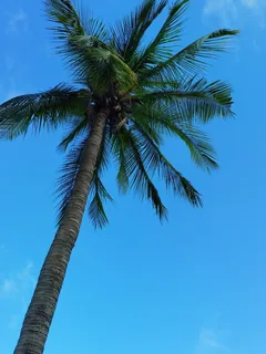 蓝天下一颗挺拔笔直的椰子树 蓝天下一颗挺拔笔直的椰子树