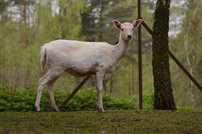鹿野生梅花鹿动物园设计素材