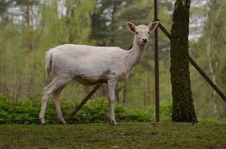 鹿野生梅花鹿动物园设计素材