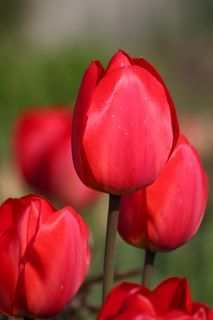 郁金香立春春天背景花图片