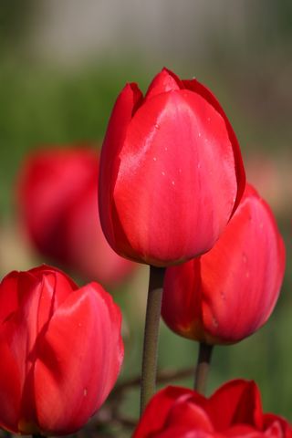 郁金香立春春天背景花图片