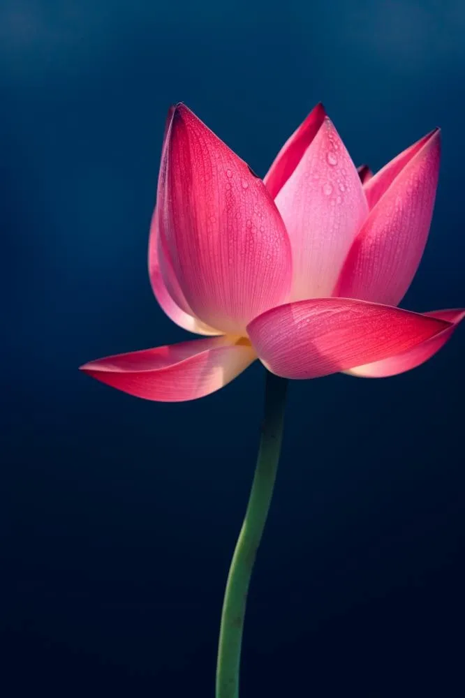 粉色唯美莲花大气背景(896x1344)